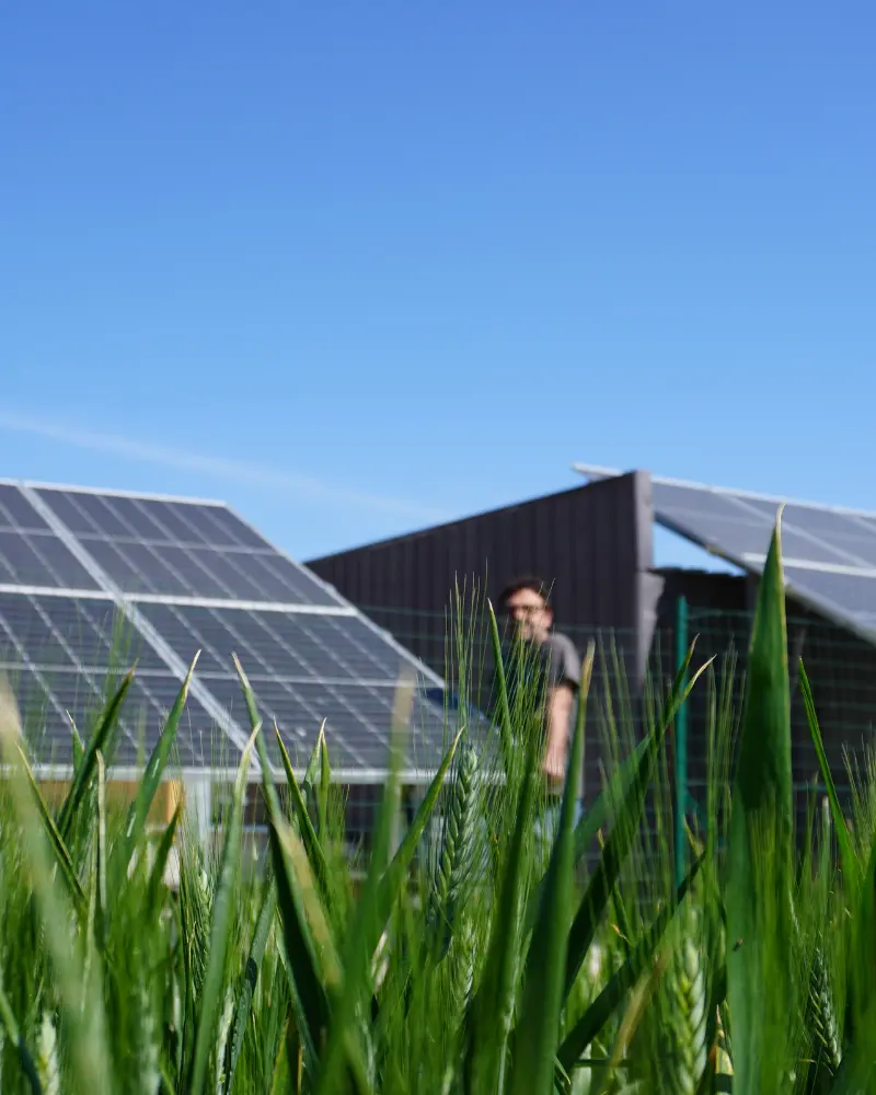 foto di un installazione di pannelli solari in un campo di grano realizzata da rosato impianti